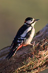 great spotted woodpecker