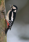 great spotted woodpecker