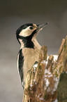 great spotted woodpecker