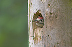 young woodpecker