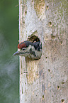 young woodpecker