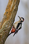 great spotted woodpecker