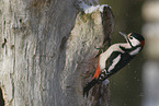 great spotted woodpecker