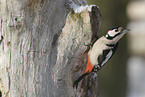 great spotted woodpecker