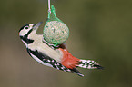 great spotted woodpecker