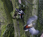 great spotted woodpecker