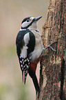 great spotted woodpecker