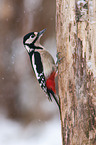 great spotted woodpecker