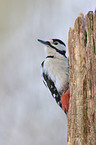 great spotted woodpecker