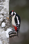 great spotted woodpecker