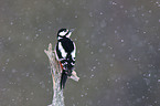 great spotted woodpecker