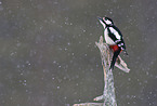 great spotted woodpecker