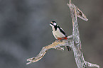 great spotted woodpecker