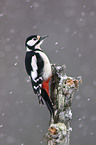 great spotted woodpecker