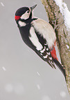 great spotted woodpecker