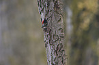 great spotted woodpecker