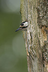 great spotted woodpecker