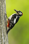 great spotted woodpecker