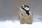 great spotted woodpecker