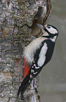 great spotted woodpecker