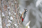 great spotted woodpecker