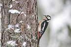 great spotted woodpecker