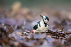 great spotted woodpecker