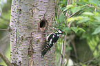 great spotted woodpecker