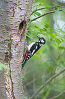 great spotted woodpecker