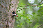 great spotted woodpecker