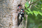 great spotted woodpeckers