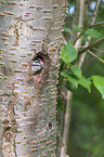 great spotted woodpecker