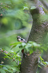 great spotted woodpecker