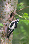 great spotted woodpecker