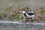 great spotted woodpecker