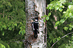 great spotted woodpecker