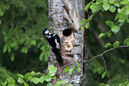 great spotted woodpecker