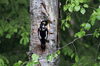 great spotted woodpecker