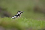 great spotted woodpecker