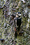 Great spotted Woodpecker