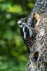 Great spotted Woodpecker