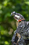 Great spotted Woodpecker