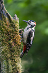 Great spotted Woodpecker