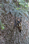 Great spotted Woodpecker