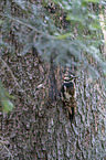 Great spotted Woodpecker