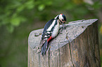 Great spotted Woodpecker