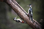 Great spotted Woodpeckers