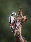 Great spotted Woodpecker