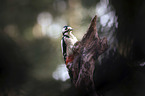 Great spotted Woodpecker