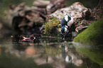 Great spotted Woodpecker